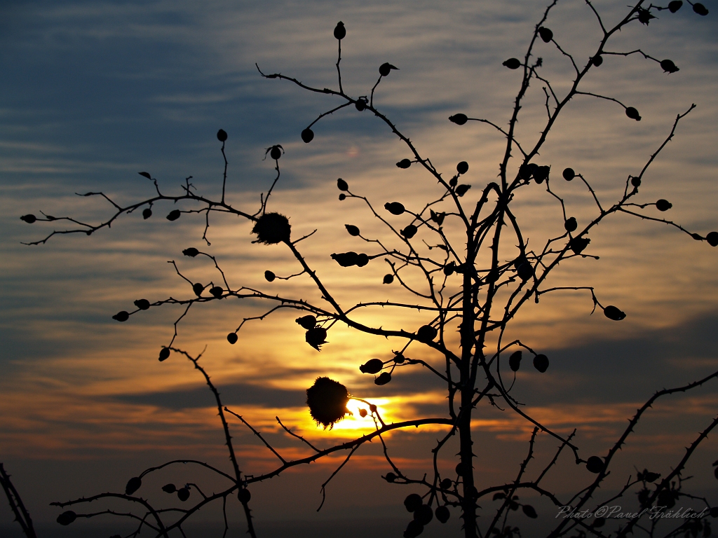 Zapad Slunce v sipkovem keri.jpg - OLYMPUS DIGITAL CAMERA